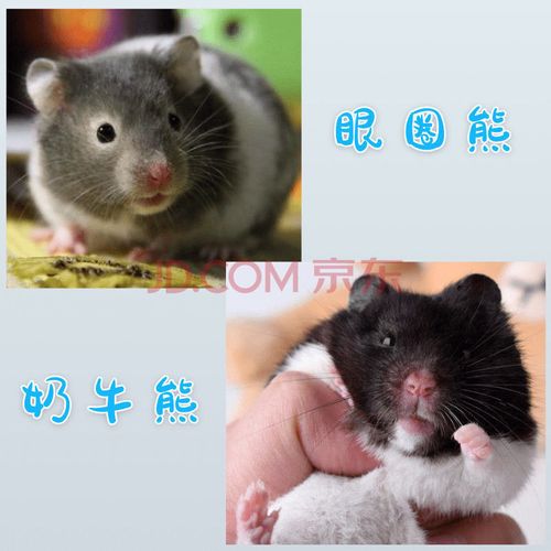 小仓鼠活三线银狐金丝熊仓鼠宠物一只仓鼠宝宝仓鼠用品 奶牛 眼圈 公