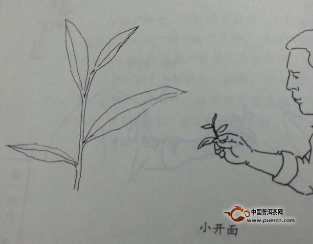 铁观音为何要"开面采"