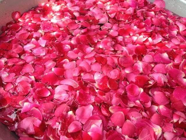 云南新鲜食用玫瑰重瓣红玫瑰花朵 鲜花饼玫瑰糖玫瑰花茶玫瑰纯露