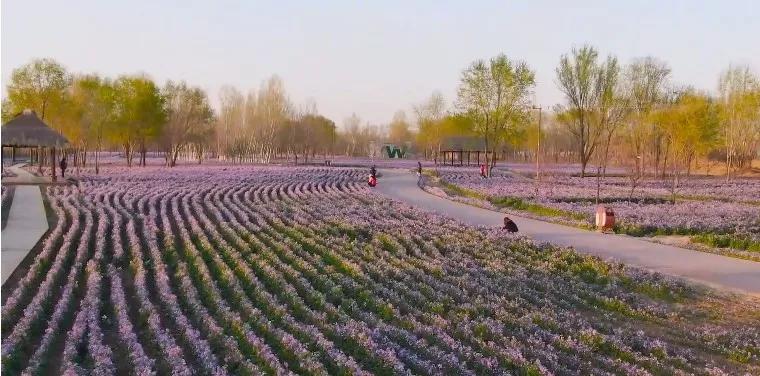 缅甸新濠天地娱乐场秦皇河公园花海盛开!(图文