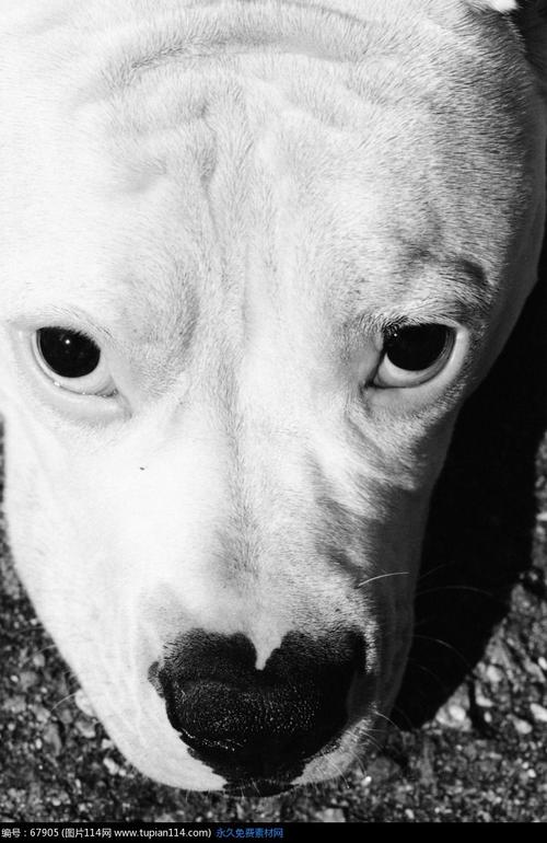 狗的眼睛特写27