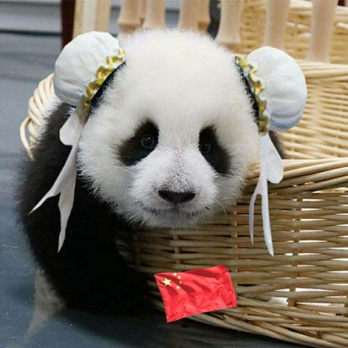 提拉米苏熊猫