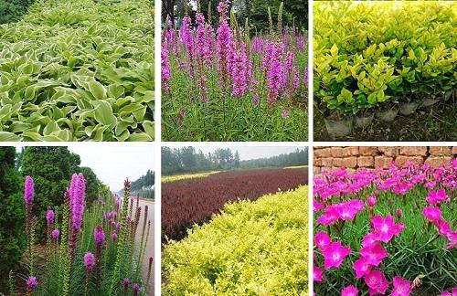 湖北绿化花卉报价