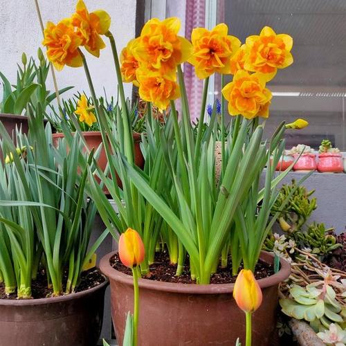 现在是种球洋水仙最佳的时候,喜欢的赶紧去入几个球回来吧,按照我说