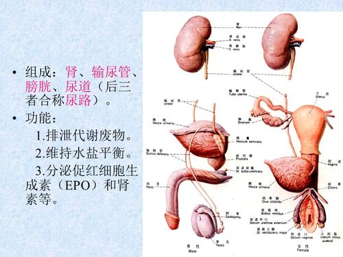 人体功能与结构--泌尿系统.ppt