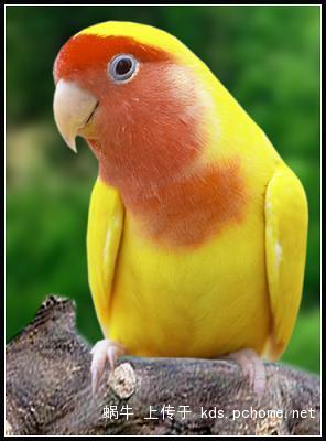 黄桃鹦鹉