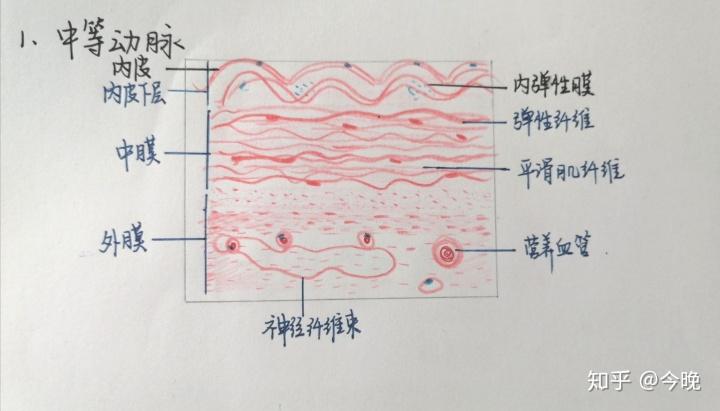 组胚红蓝铅笔图(小小学渣记录一下)学到哪里就更到哪里