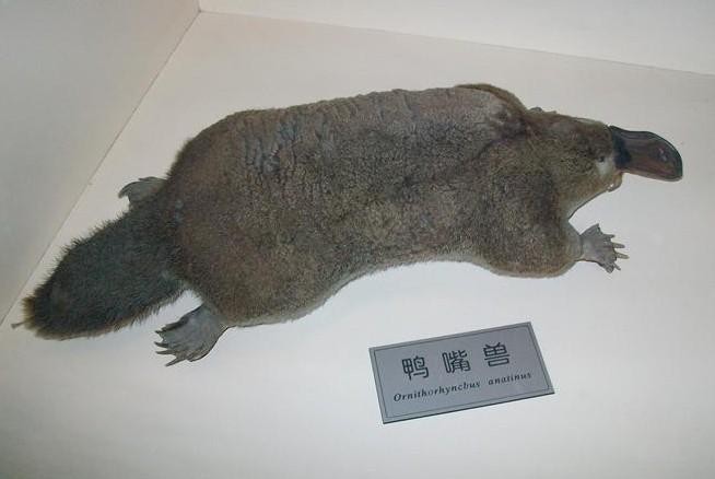 鸭嘴兽科的外形特征