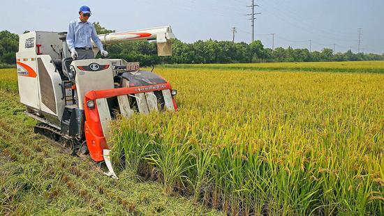 松江大米开镰收割市民可提早2个月品尝新大米