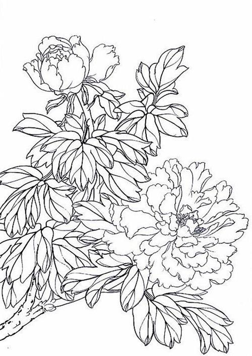 名家白描花鸟之牡丹篇