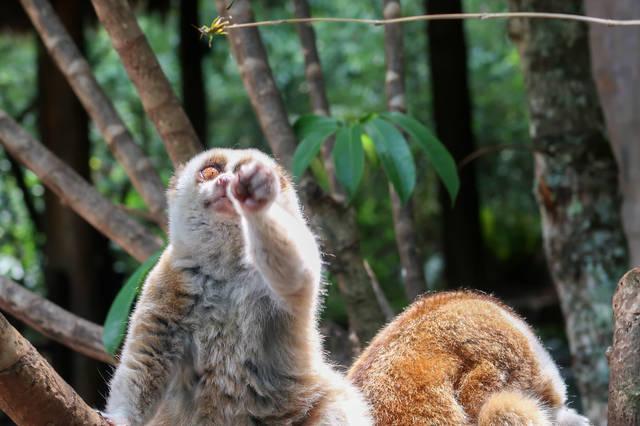 普洱国家森林公园有只懒洋洋的蜂猴眼神萌翻众人,但是却自带毒液生人