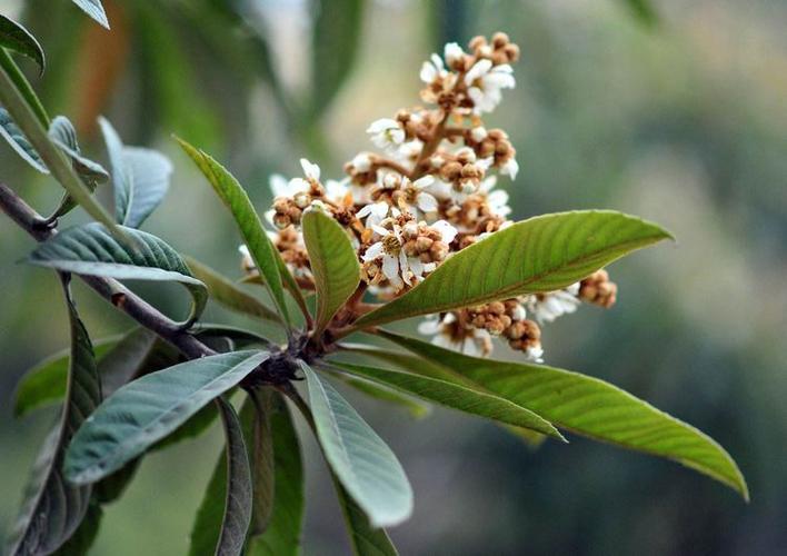 枇杷树冬天开花,春天结果,这期间做好养护,来年才能结