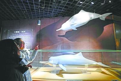 白鳍豚"淇淇"以另一种方式永存