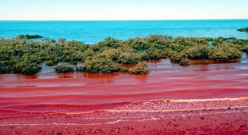 赤潮,海洋,大海,牛奶海,自然奇观