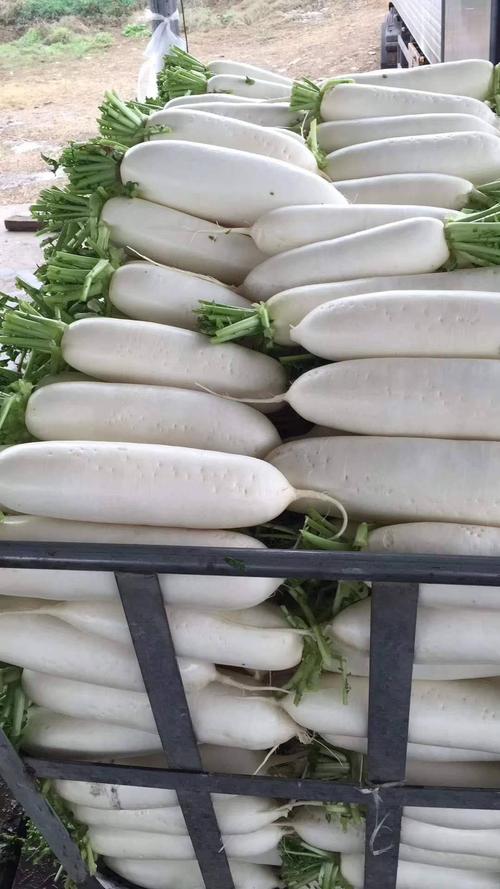 商品属性 品种名:白玉春萝卜 品种名:白玉春萝卜 单个重:1.