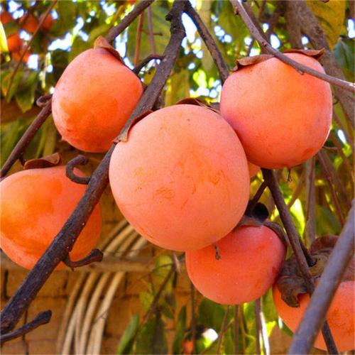 基地出售大秋甜柿子苗,大秋甜柿子苗价格及报价