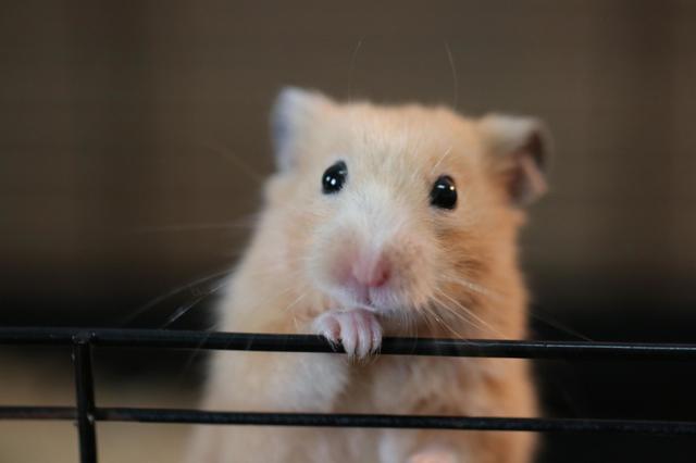 金丝熊饲养环境和禁忌动物租赁百科