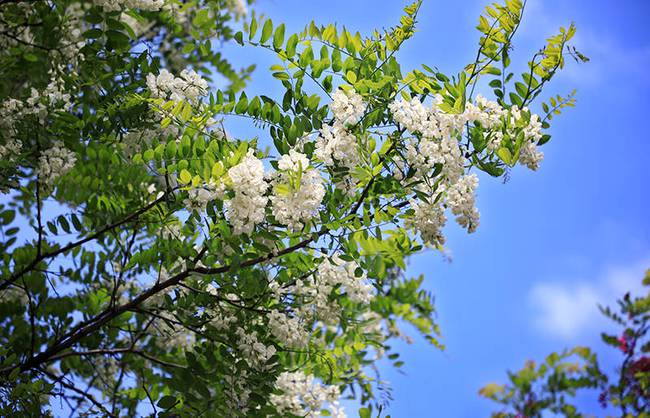 2021永寿槐花节开幕逛槐林咥美食闻香而动乡村美景在永寿