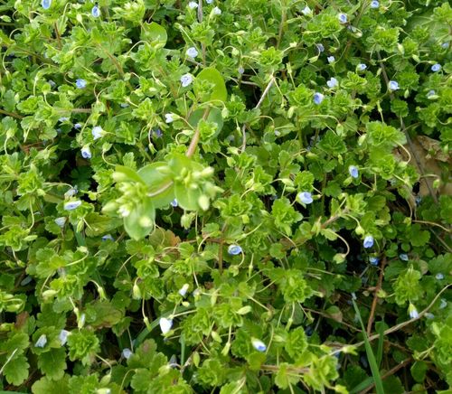 春天的田野 听说 那是 油菜花的故乡 我在田野里 采软雀儿 我看见