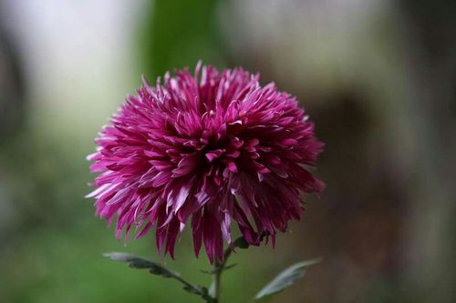 玉翎管;名贵菊花中的一种,叶纤细绵长,菊心通常可见淡黄色点染