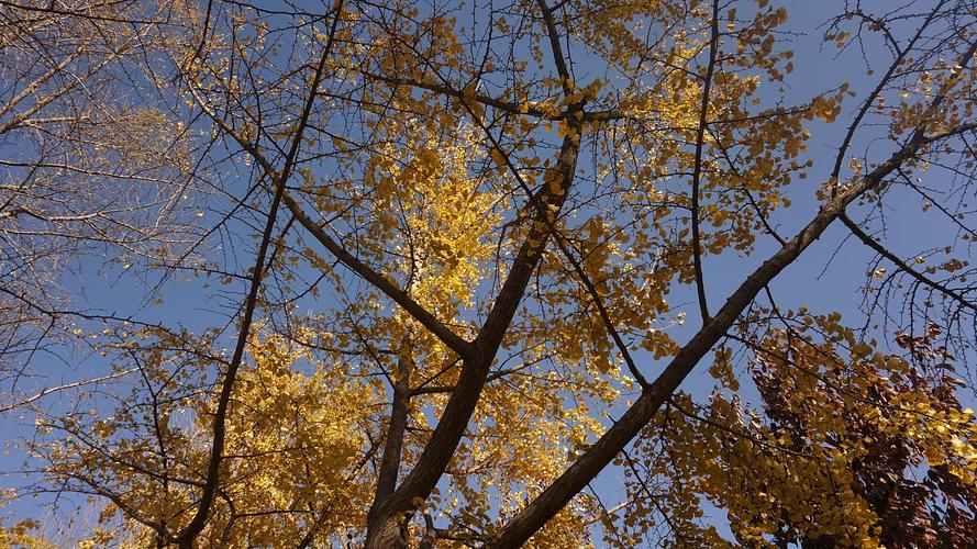 芳树无人花自落,春山一路鸟空啼