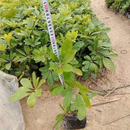 鸭脚木小苗批发 鹅掌柴袋苗基地直销