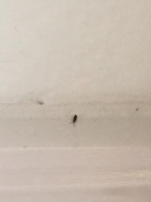 家里踢脚线缝里出来这种虫子 这是什么虫子啊怎么解决大神们