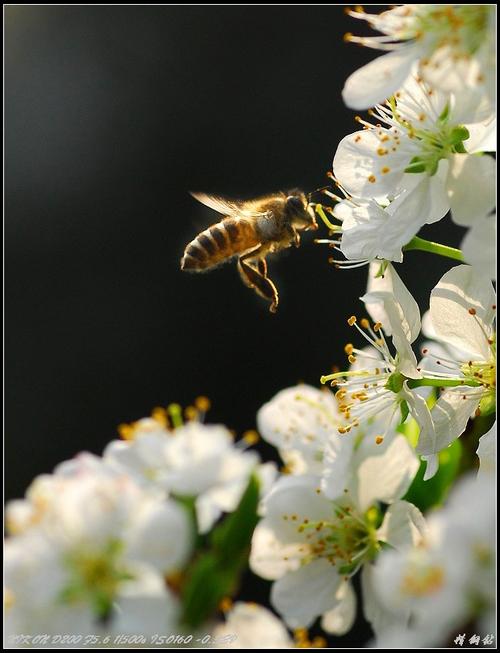 【百花丛中寻疯子^-^摄影图片】广州生态摄影_精钢钻_太平洋电脑网
