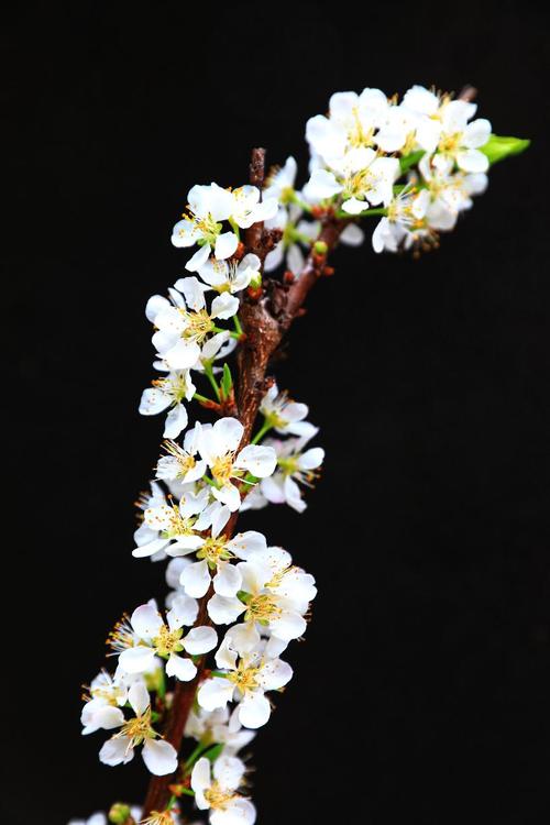 桃李不言下自成蹊