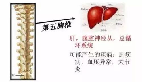 胸椎错位,会引起五脏六腑不适!
