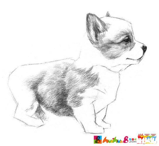 素描动物入门素描小狗的绘画教程图片