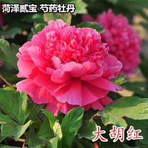 大胡红牡丹