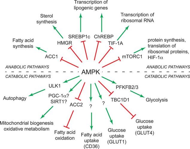 lkb1 and ampk and the cancer-metabolism link - ten years after