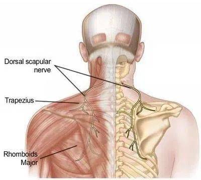 肩胛背神经