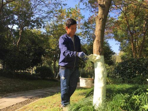 给树木穿冬衣