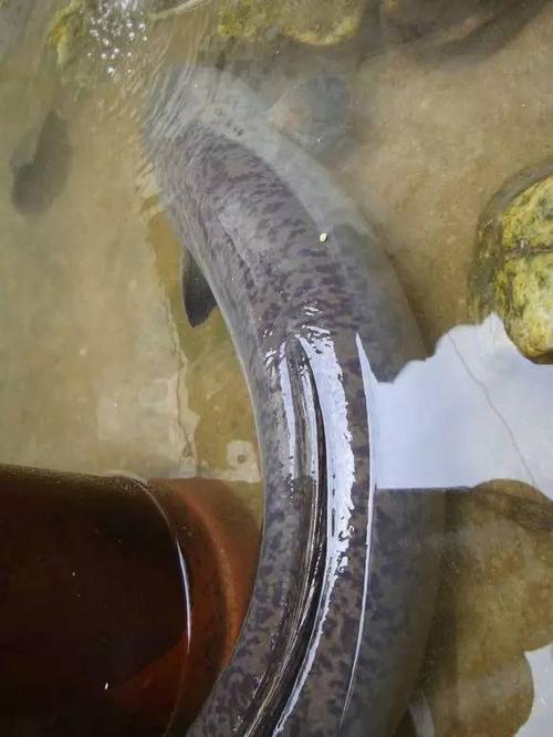 1.34米长,15斤重,我从没见过这么大的鳗鱼