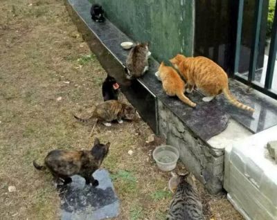 大连六旬老人三年花费近10万元喂养流浪猫狗平时省吃俭用