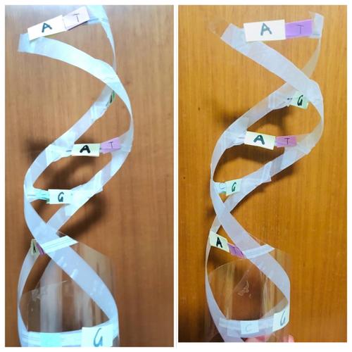 探寻生物结构之妙——学紫高一(1)dna模型创意制作show