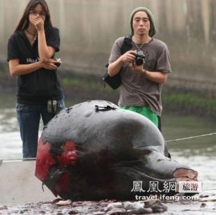 日本捕杀屠宰鲸鱼惊心现场 你还吃鲸鱼肉吗(组图)