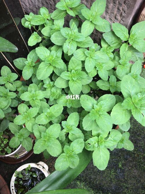 薄荷vs十香菜,有人可以分清楚吗_香菜_凉粉_薄荷_美食