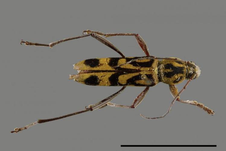 竹虎天牛chlorophorus annularis (fabricius, 1787)