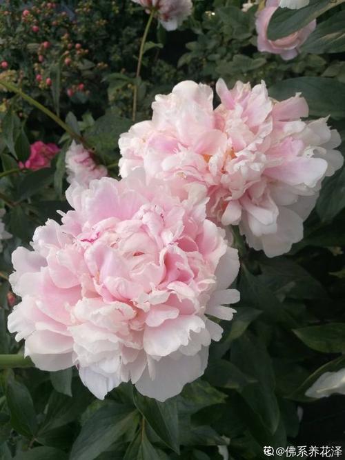 芍药和牡丹,傻傻分不清楚,6个方法教你快速区别