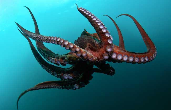 鱿鱼和章鱼的区别