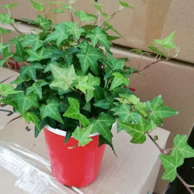 【基地直销】观叶植物小盆栽 爬藤绿植(110)青叶常春藤