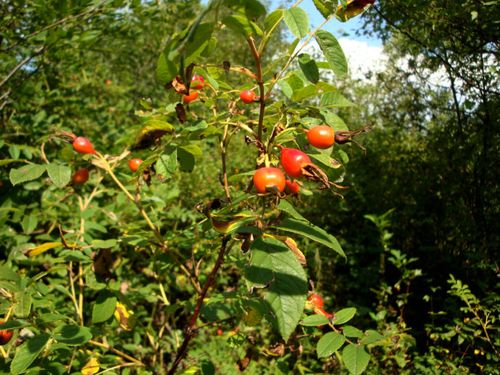 野蔷薇果,即刺玫果,蔷薇科蔷薇属.富含维生素c.