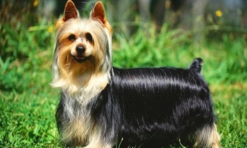 丝毛梗的性格外貌特征