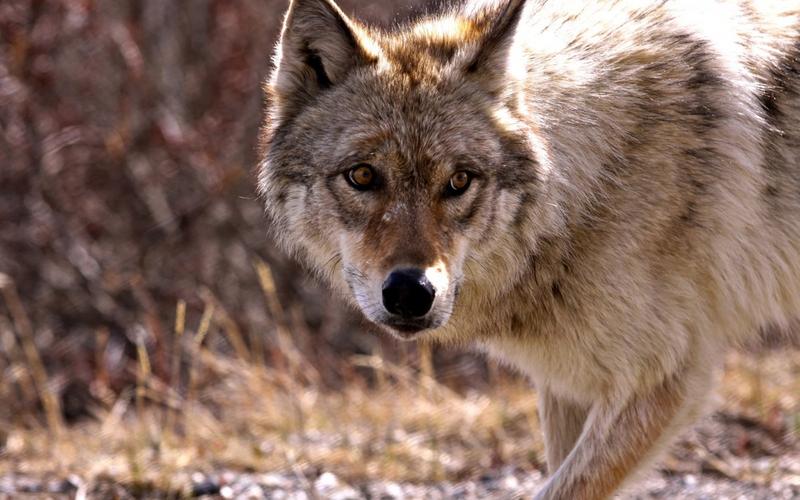 狼的图片大全,分享一组分类动物图片给大家,图中的桌面壁纸壁纸