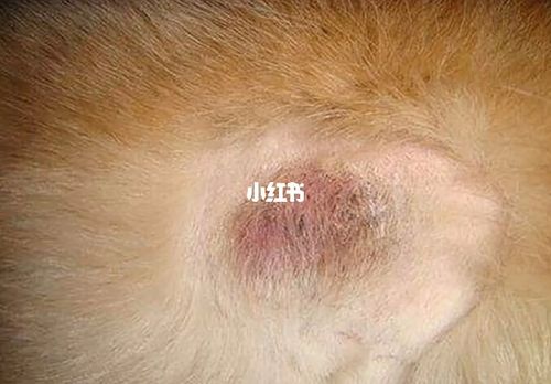 狗狗_皮肤病_螨虫_湿疹