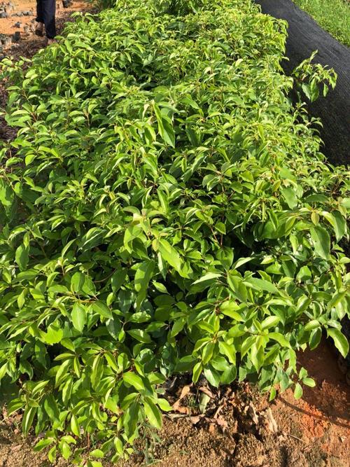 [樟树苗批发] 香樟树苗价格3元/棵 - 惠农网