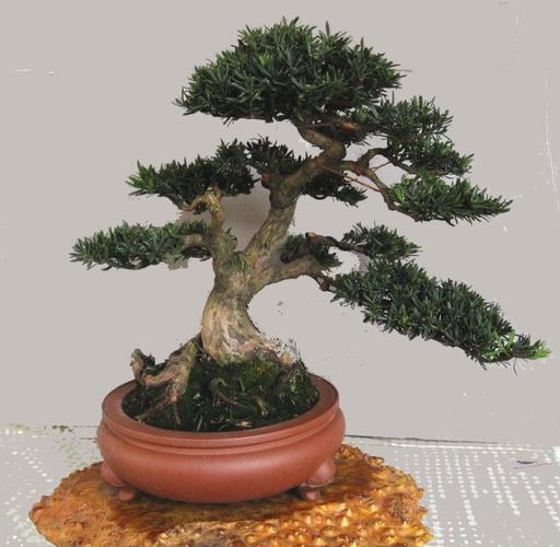 南通是通派盆景的发源地,当地百姓有玩盆景的传统.